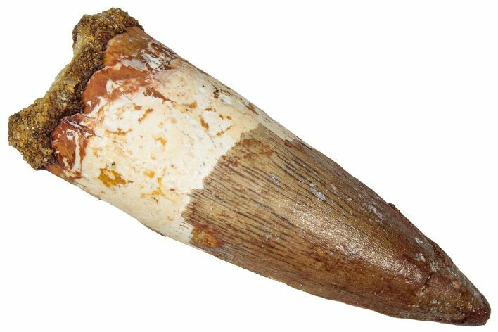 Fossil Spinosaurus Tooth - Real Dinosaur Tooth #360126
